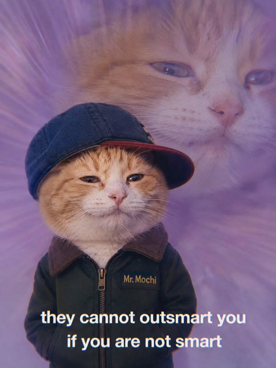 LiterallyMeCats tweet media