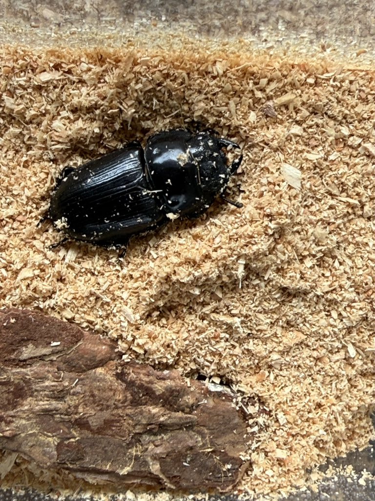 zzw306's tweet photo. 早起きして
オオクワガタの幼虫の菌糸ビン交換をしてたら立派なメスが羽化してました😊
もう1匹はオスだと良いな(´・ω・｀)
 #夏ですねぇ
 #オオクワガタ https://t.co/lFYHzYDS9n