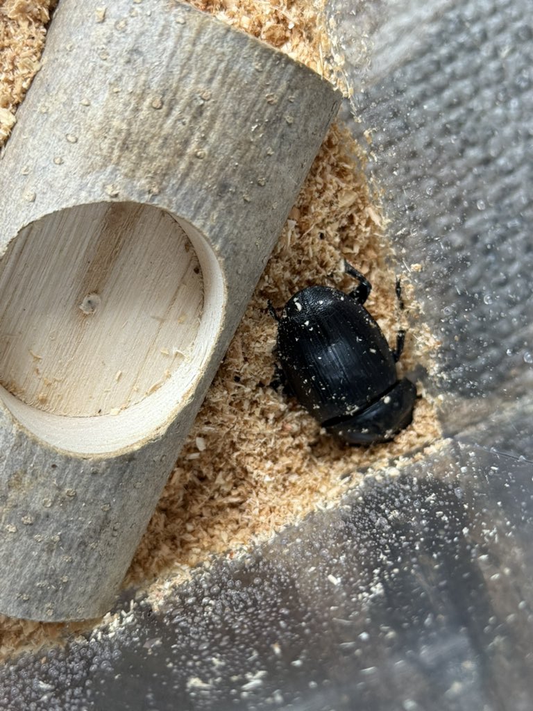 zzw306's tweet photo. 早起きして
オオクワガタの幼虫の菌糸ビン交換をしてたら立派なメスが羽化してました😊
もう1匹はオスだと良いな(´・ω・｀)
 #夏ですねぇ
 #オオクワガタ https://t.co/lFYHzYDS9n