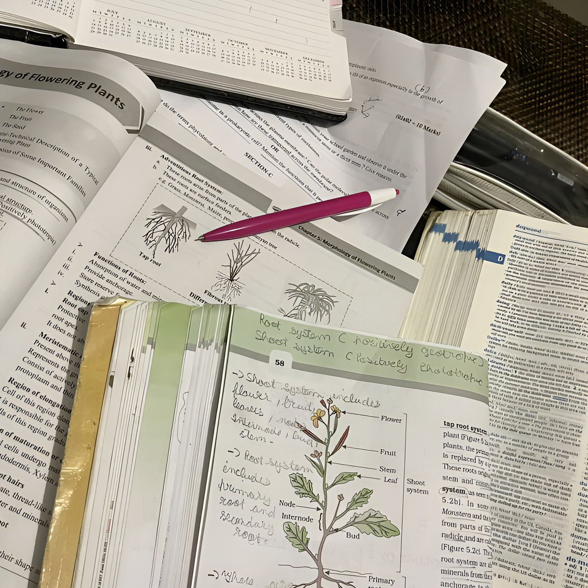 obliveronique's tweet photo. ㅤ ㅤ  
ㅤ ㅤ   　https://t.co/4GTCIUeAj4ㅤ ㅤ ㅤ going back to my roots (pun intended) as i study again this forsaken first year topic. 
ㅤ ㅤ https://t.co/34j0pTZD2o