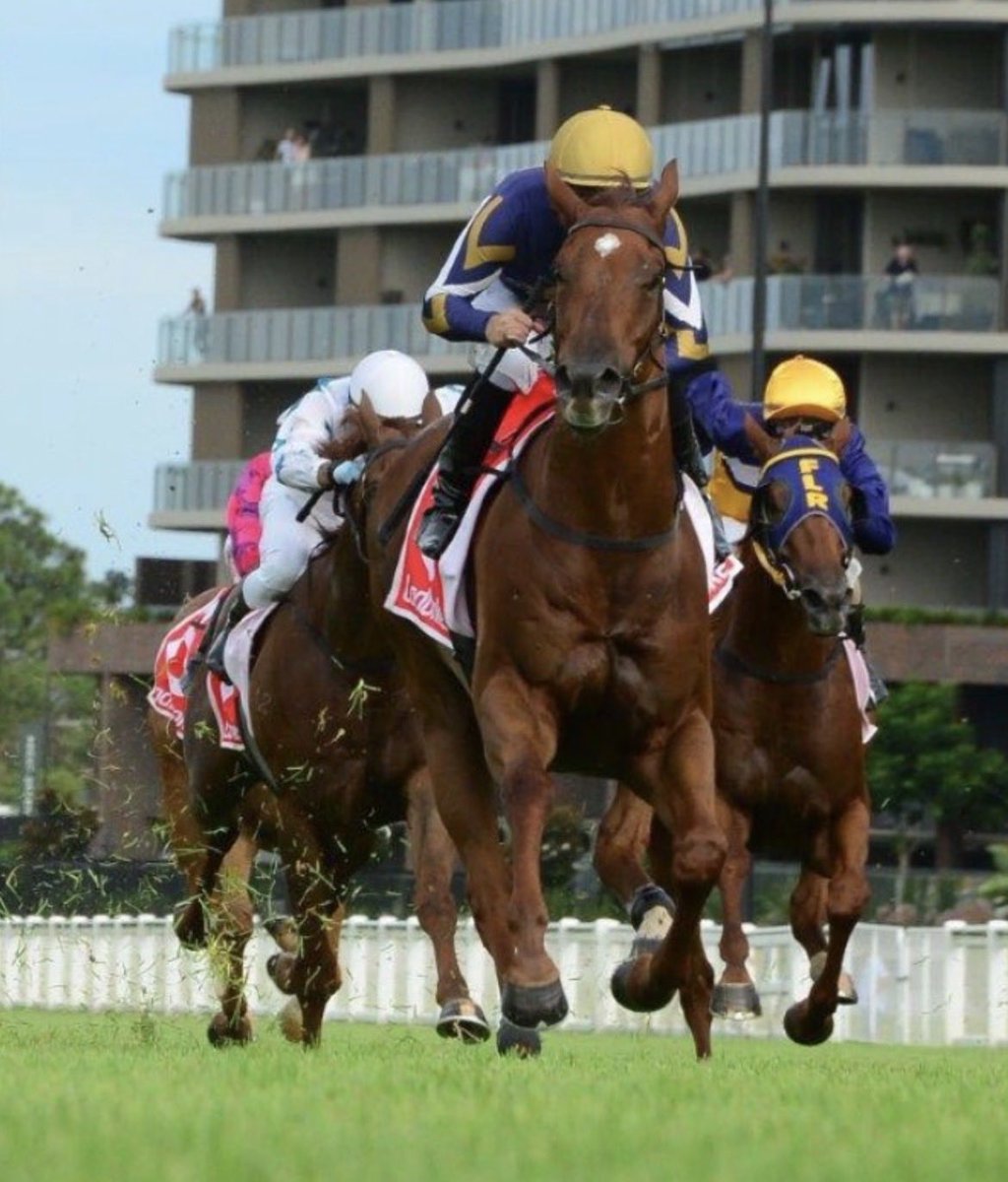 StrongBldStock's tweet photo. We have a Boss (R6) and a King (R9) representing the team today for @tjgollanracing 👑. The duo will be piloted by @maloney777 who has had success aboard both of these geldings and can add to that today 💪 Good luck to connections 👏 #BossedUp #KingKapa https://t.co/YaCgaxiUEw