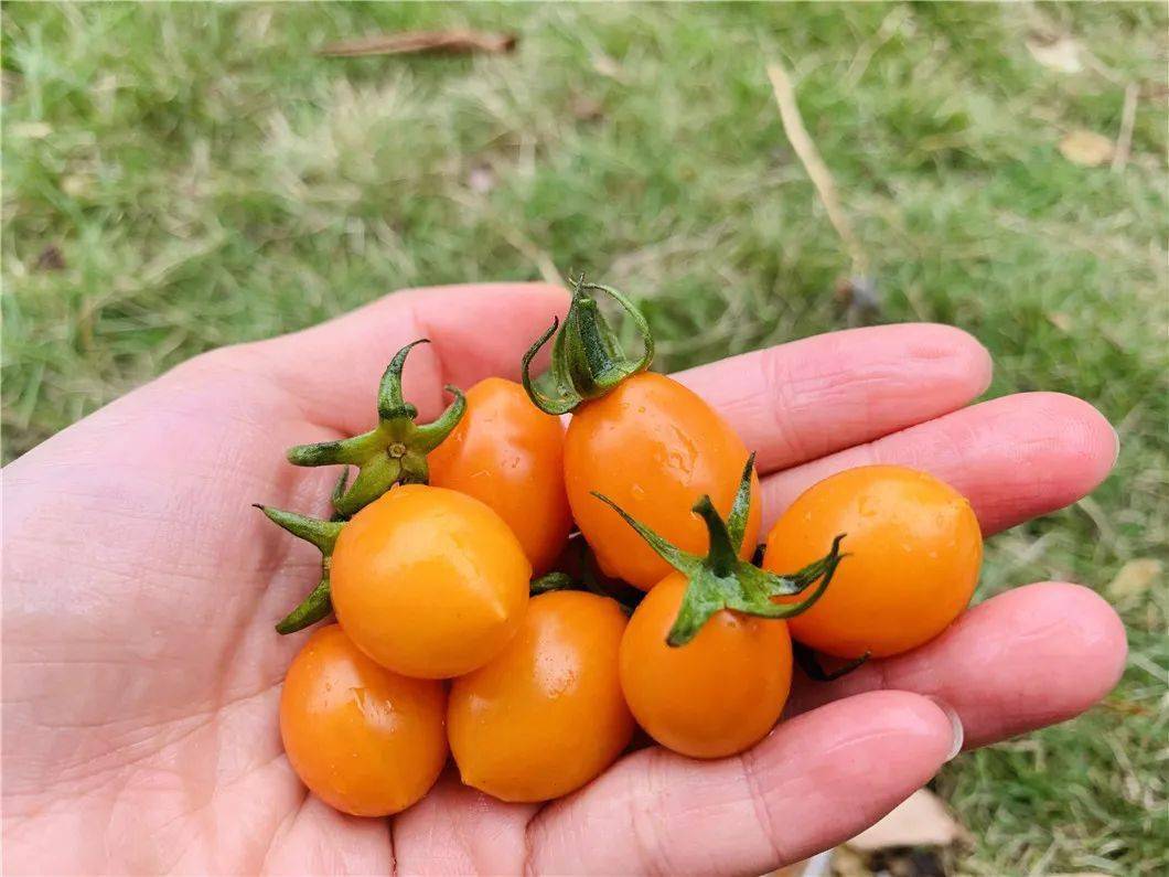 NicholasTuwdky's tweet photo. Just tried the new organic cherry tomatoes from local farm  Burst with natural sweetness, super juicy, no weird aftertaste – perfect for salads or snacking! Worth every penny, will restock for sure. https://t.co/J1egH0KrhF