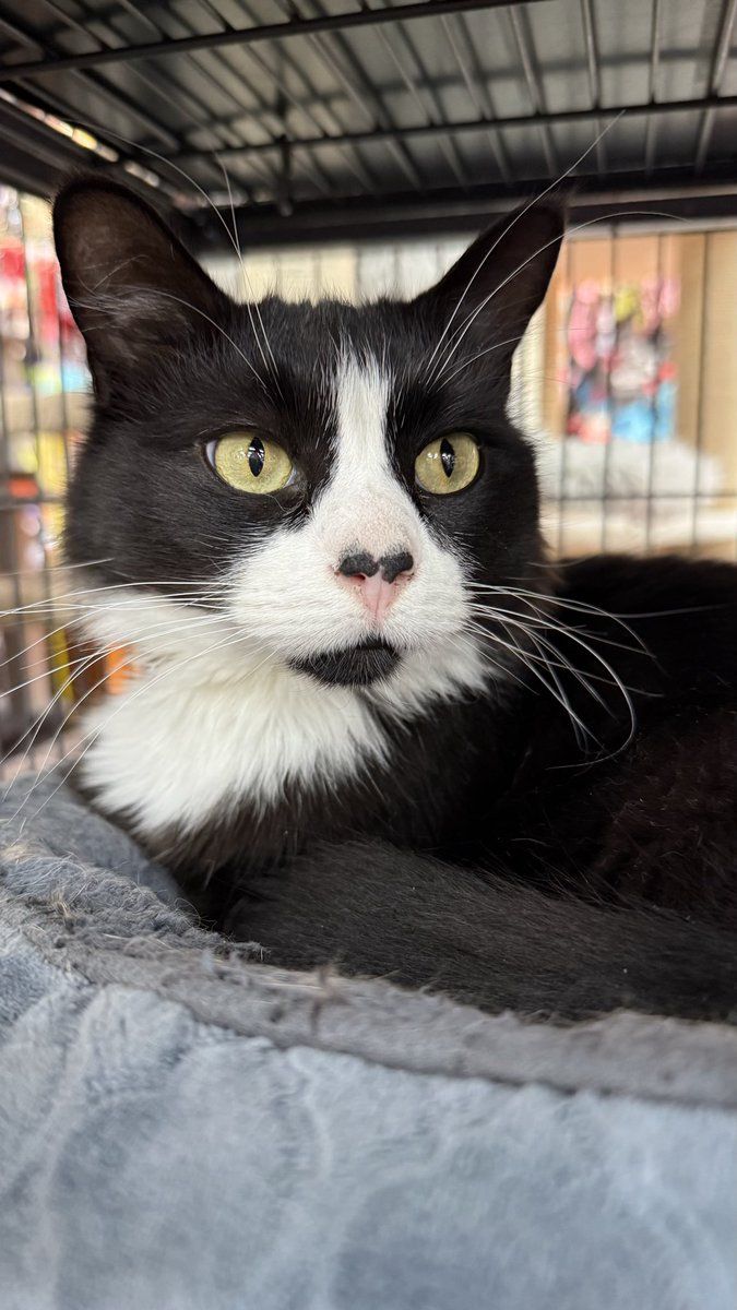SAFEteamrescue's tweet photo. Happy Weekend from adoptable kitty, Pixel! Pixel is taking some time this evening to dream away about finding his very own forever family, this Dapper Doll loves climbing up for lap snuggles, he also loves to explore and have fun too! He will be a wonderfully well rounded https://t.co/D2r8pxFJun