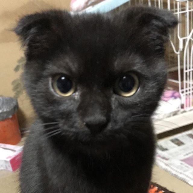 whyregirls's tweet photo. wow I didn’t realize national kitten’s day was today … happy birthday noctis lucis caelum https://t.co/Trc4l2lznj