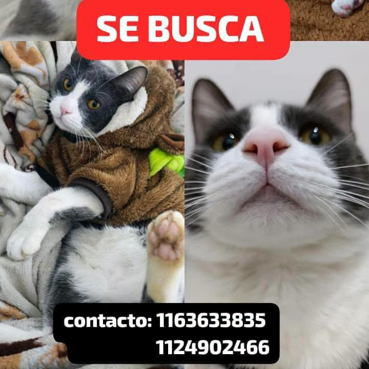 DeGatitos_'s tweet photo. #Perdiamigato 📢📢📢
RT RT RT
GATITO PERDIDO EN VILLA LUGANO!
Seguimos BUSCANDO
NECESITO DIFUSIÓN, POR FAVOR
SE PERDIÓ TOMATE
desde el 30/ 1 de julio en VILLA LUGANO
Aspecto: GRIS Y BLANCO
Ojos: miel
MACHO
Gordito y grandote tiene 2 años y 7 meses
⬇️ https://t.co/BBZYC6ILIC