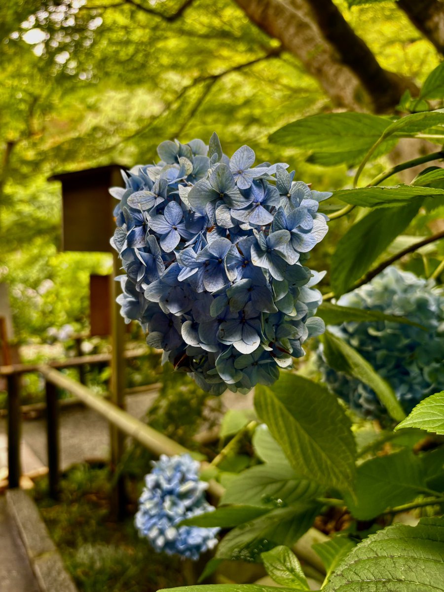 0604vox's tweet photo. No.5  北鎌倉　明月院　紫陽花編
※撮影日2026/7/4 https://t.co/YF1rcf6nxM
