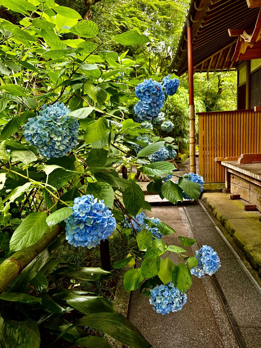 0604vox's tweet photo. No.5  北鎌倉　明月院　紫陽花編
※撮影日2026/7/4 https://t.co/YF1rcf6nxM