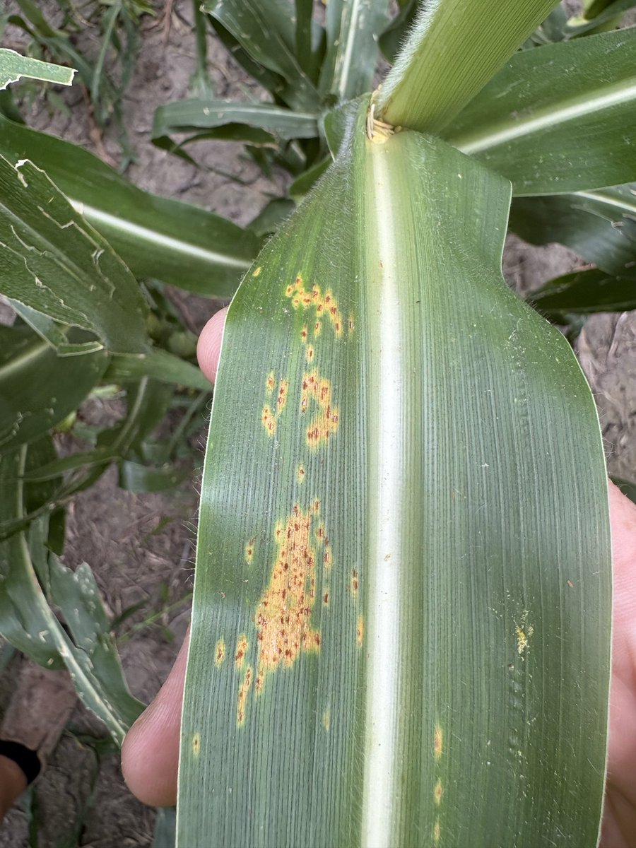 BobGunzy's tweet photo. Found some common rust in test plots today.  Probably 1 plant in 500 or so.  Corn is at VT/R1.

Probably a good idea to scout your crops. https://t.co/xEycRnOM72