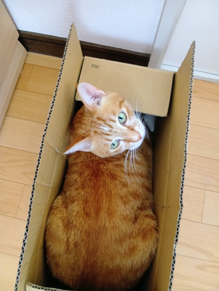 cyousuke_mame's tweet photo. ぴったりなチョウスケ
#ねこ 
#猫のいるしあわせ 
#猫との暮らし 
#同居猫 
#出荷しちゃうぞ https://t.co/2wTScSkO5x