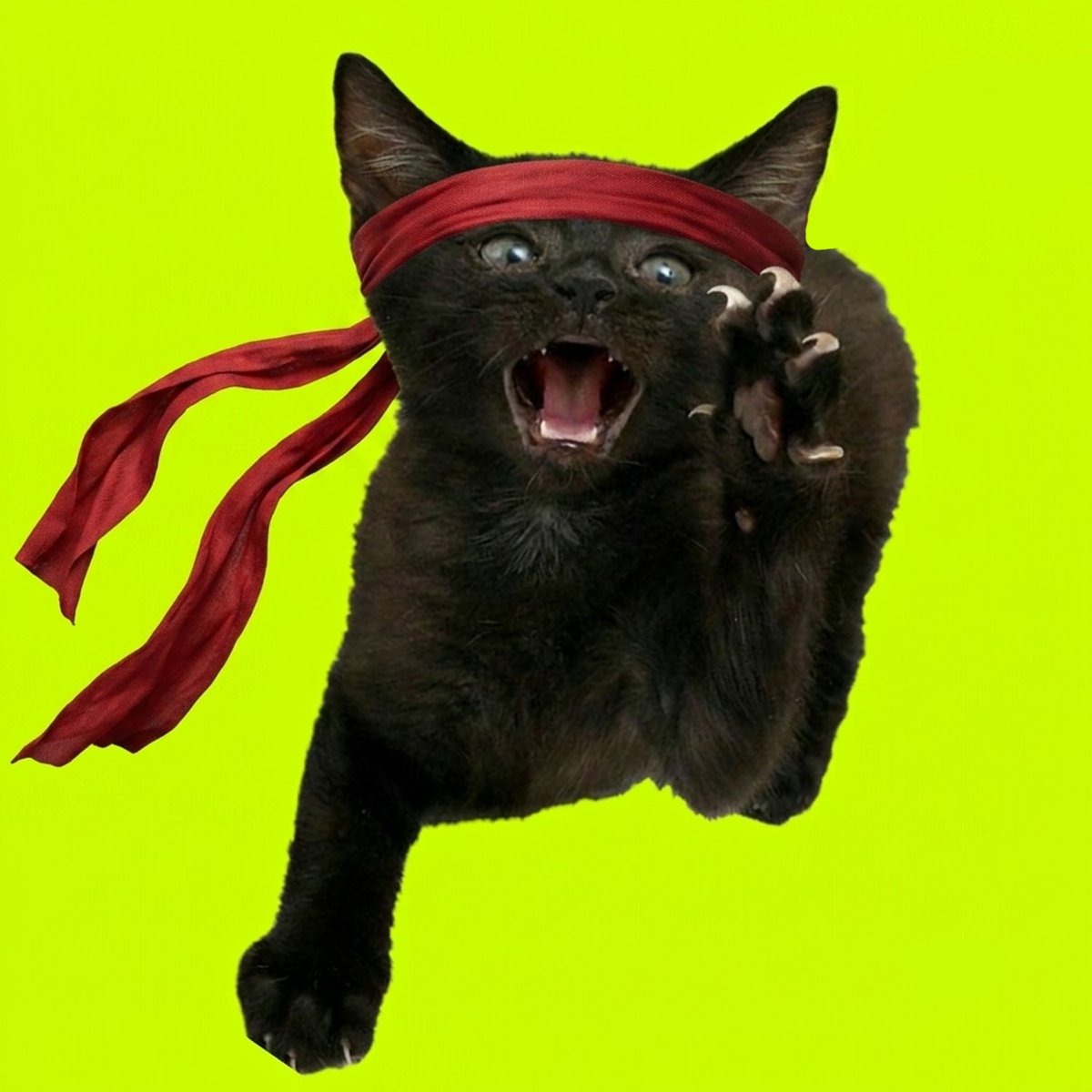 ROAR ON HOOD tweet media