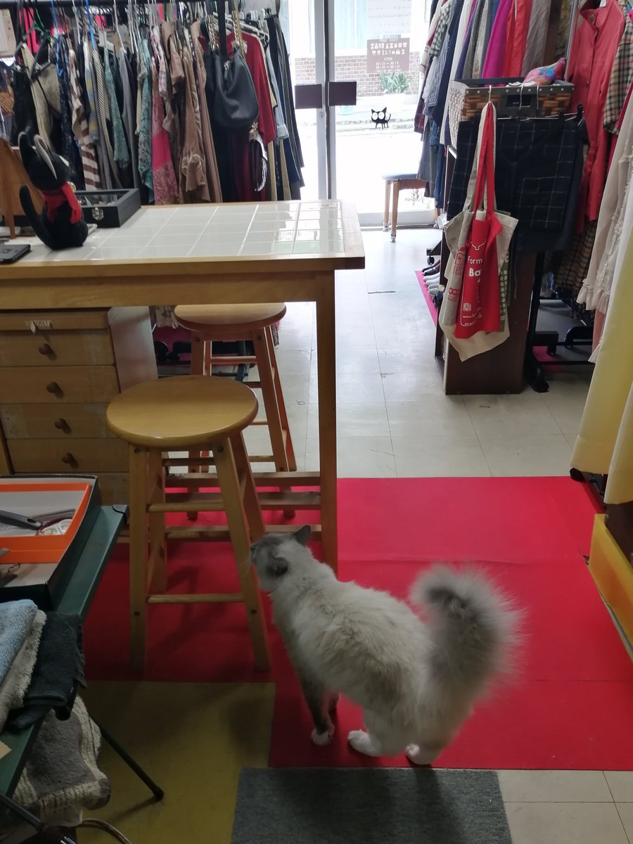 SECONDOLEON's tweet photo. おはよござますにゃ(*'▽')
今日は土曜日 天気は☀にゃ
今日も店番とパトロール頑張るにゃ https://t.co/BYTVUZSJm6