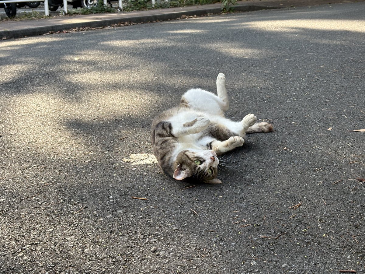 ynu_neko's tweet photo. お腹を見せて寝転がってるチビ https://t.co/40P4R1u1mU