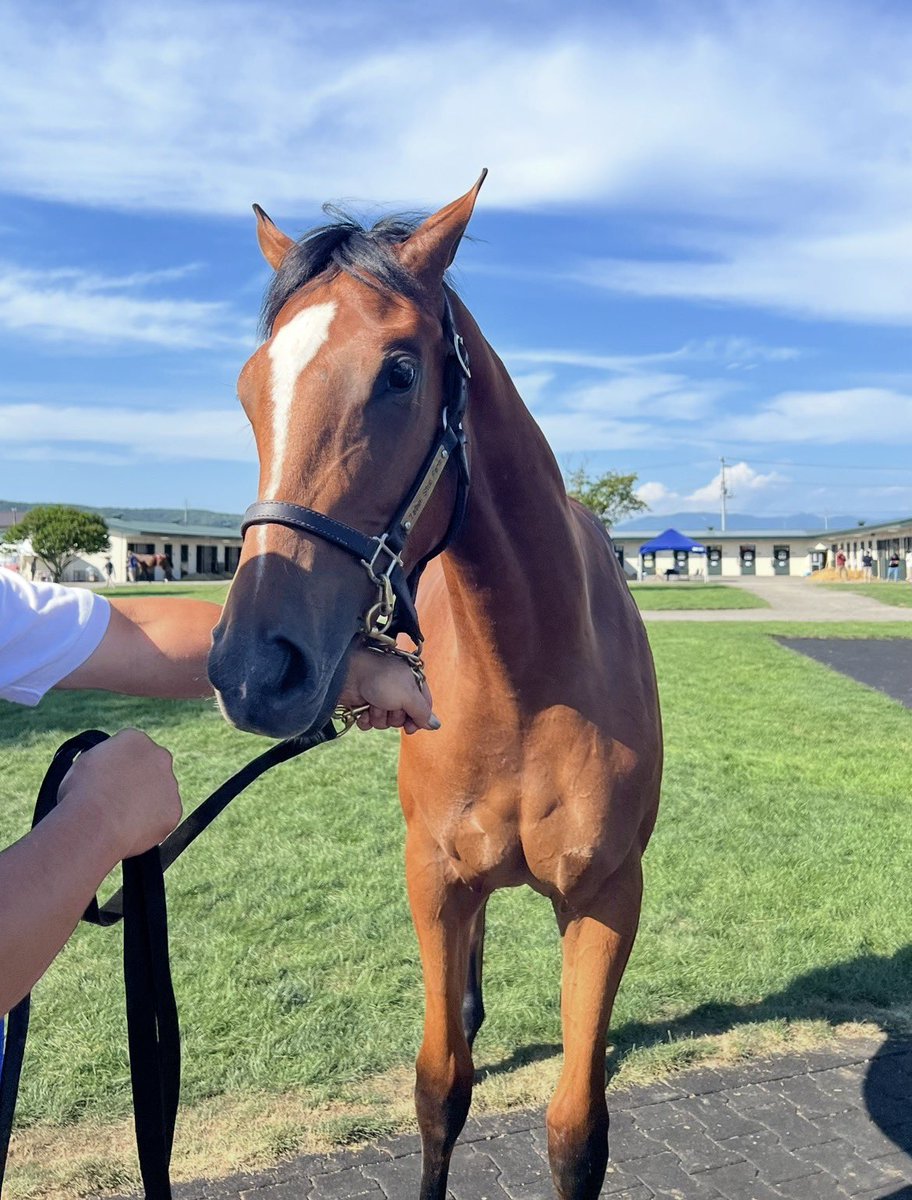 hiroluckowner's tweet photo. 今日は小倉5レース新馬戦にティエルニートが出走します🏇父サートゥルナーリア 母ペブルガーデン https://t.co/KZEbTPp7mp