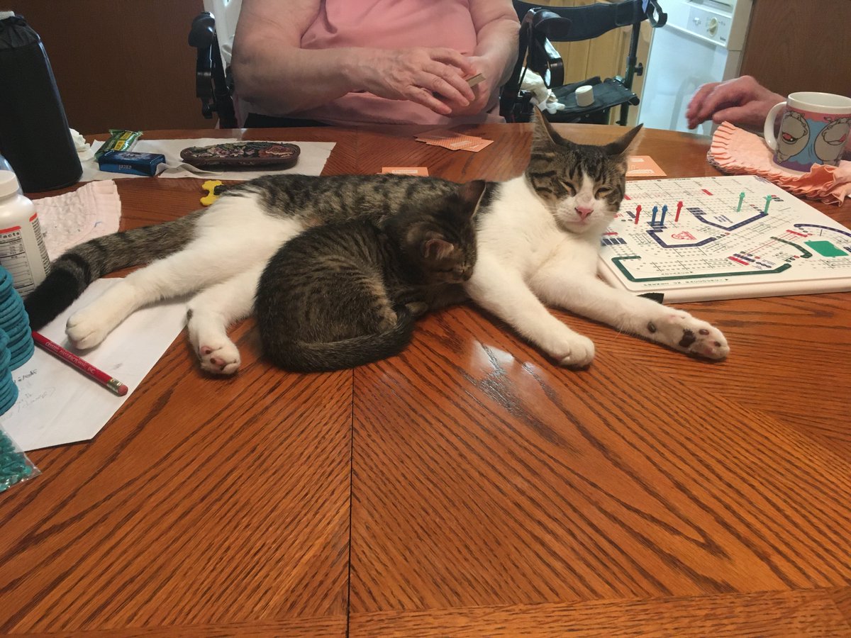 2013Pengi1's tweet photo. @vivaneil1234 my kitties (2 years ago) https://t.co/KtaJqXeYHh