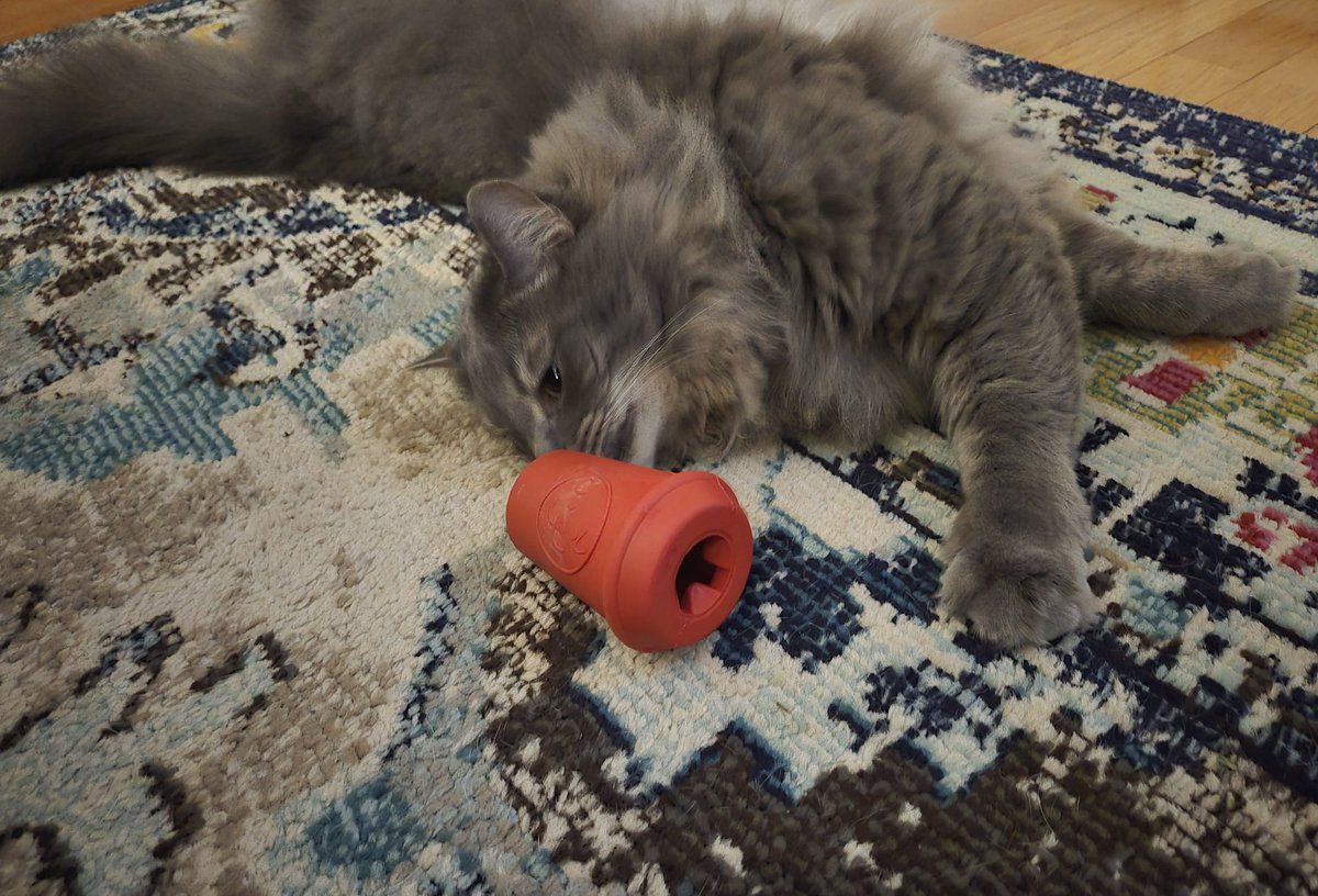 britt_bier's tweet photo. OPie's gonna have a coffee so he can stay up tonight ☕️
#OPLiveKitty #OPLive #OPNation #OPLiveNation #REELZonPeacock https://t.co/Fkb7dpXKe6