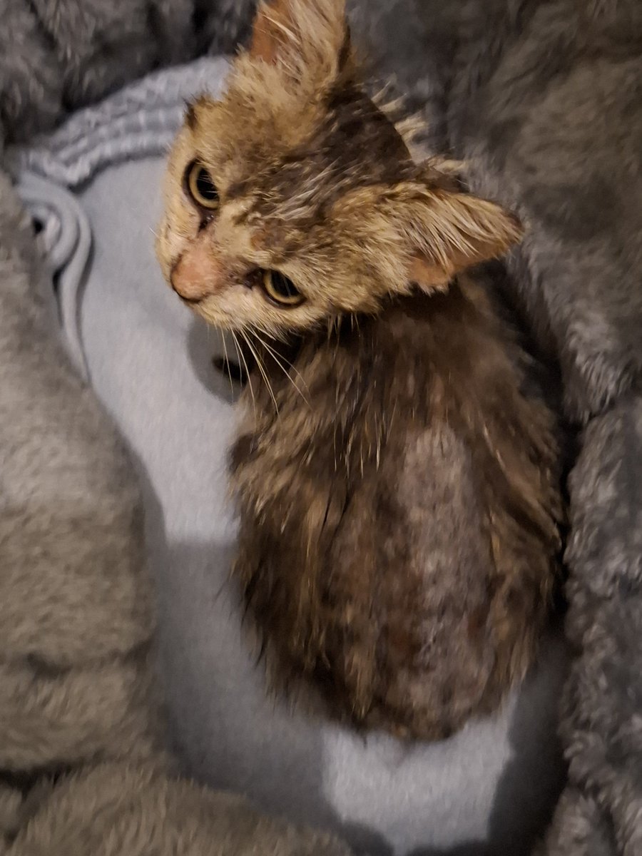 TheCatticus's tweet photo. Friends, 1 year ago 2day Coco arrived here. Humes clashed wiff the rescue over her care. The rescue walked away, humes were left wiff no support. They reached owt 2 24 other rescues 4 help Cat Sanctuary Australia came 2 Cocos rescue. Coco eventually recovered &amp; found a 4ever 🏡. https://t.co/R7KxkwAJRL