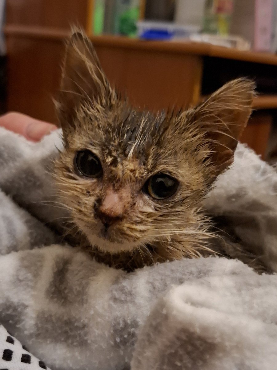 TheCatticus's tweet photo. Friends, 1 year ago 2day Coco arrived here. Humes clashed wiff the rescue over her care. The rescue walked away, humes were left wiff no support. They reached owt 2 24 other rescues 4 help Cat Sanctuary Australia came 2 Cocos rescue. Coco eventually recovered &amp; found a 4ever 🏡. https://t.co/R7KxkwAJRL