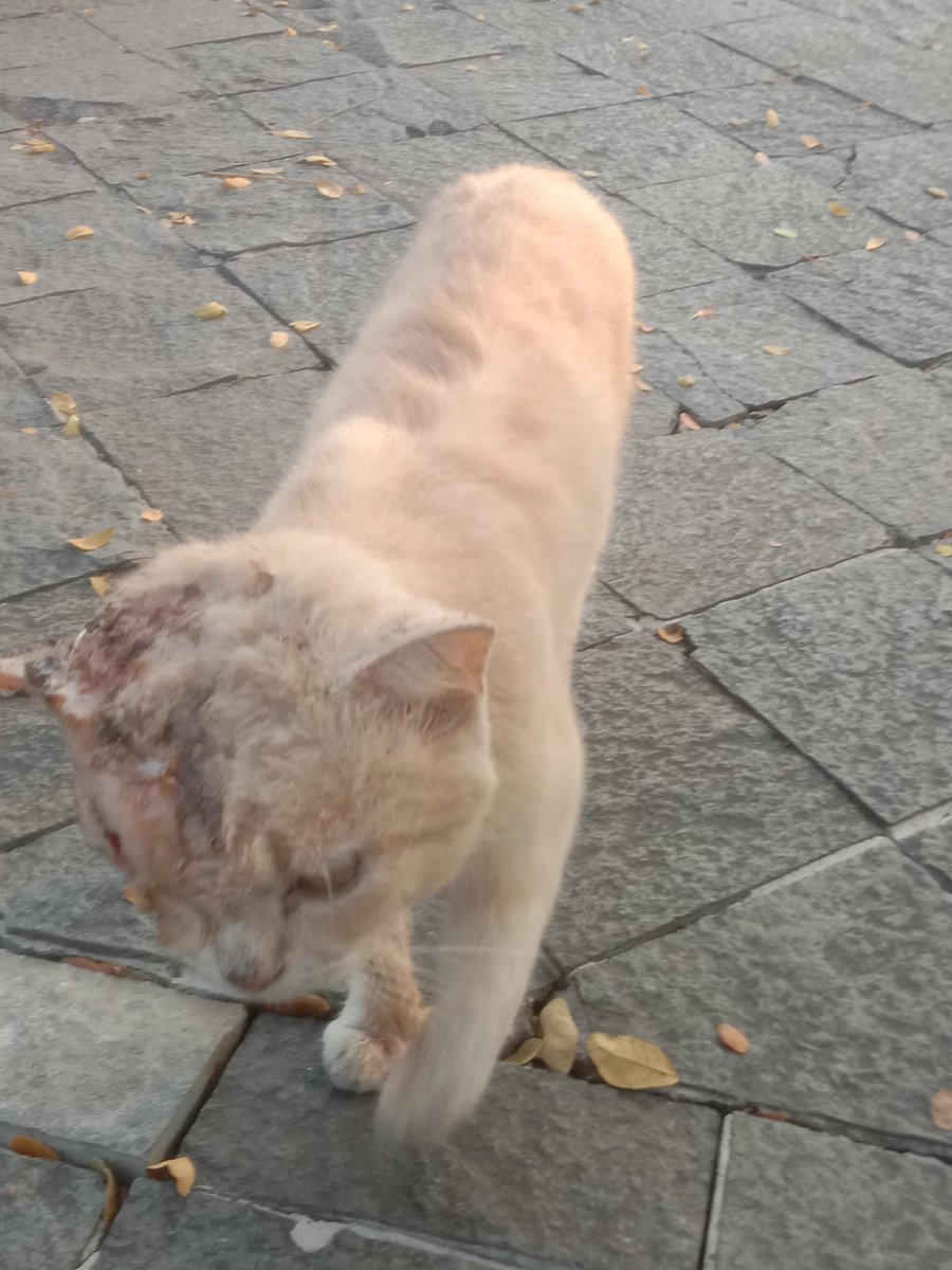 tuantuantanah's tweet photo. Kondisi Rahmat sekarang:)
Rahmat ini tbtb ilang gatau kemana jir, lama juga ngilangnya. Pas muncul tbtb udah kek gini 🥺🥺 https://t.co/MRRCzK03nF