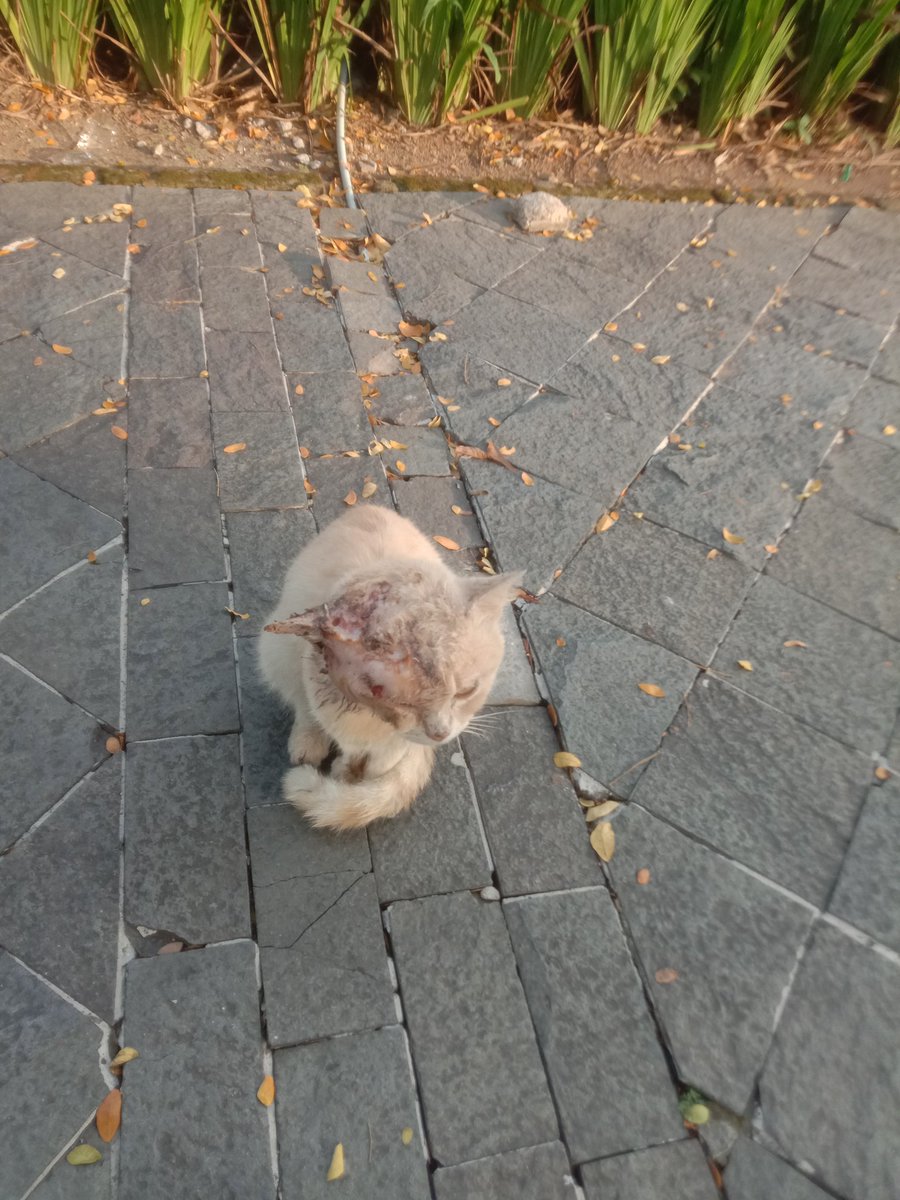 tuantuantanah's tweet photo. Kondisi Rahmat sekarang:)
Rahmat ini tbtb ilang gatau kemana jir, lama juga ngilangnya. Pas muncul tbtb udah kek gini 🥺🥺 https://t.co/MRRCzK03nF