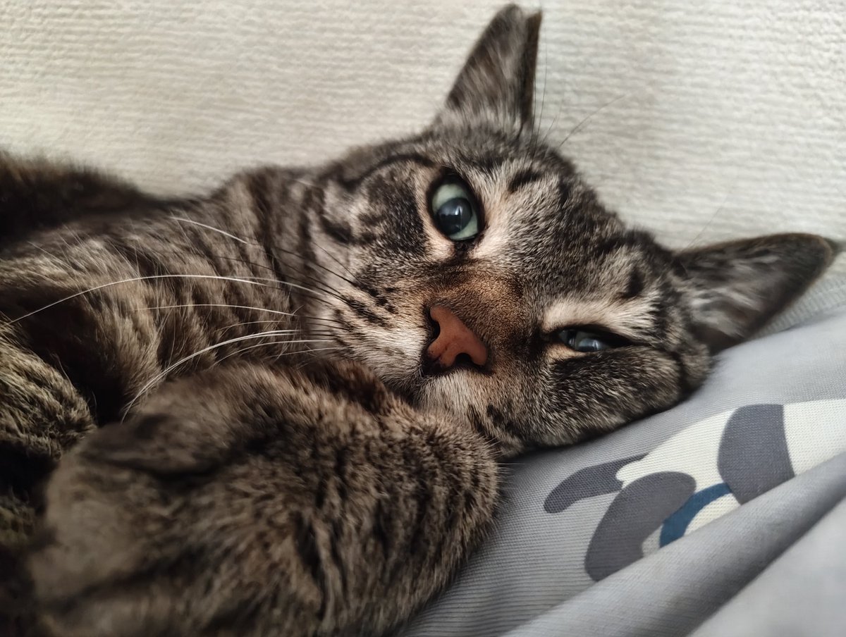 Mugimugi029's tweet photo. いつまでも寝るよ？
おはよう https://t.co/cQ9RXU1jpr