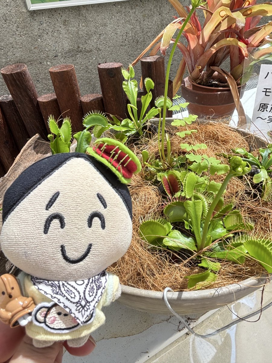 145_stone's tweet photo. 蓮🪷と食虫植物を見に！！
それにしても暑い🫠 https://t.co/AhDCv2tc3a