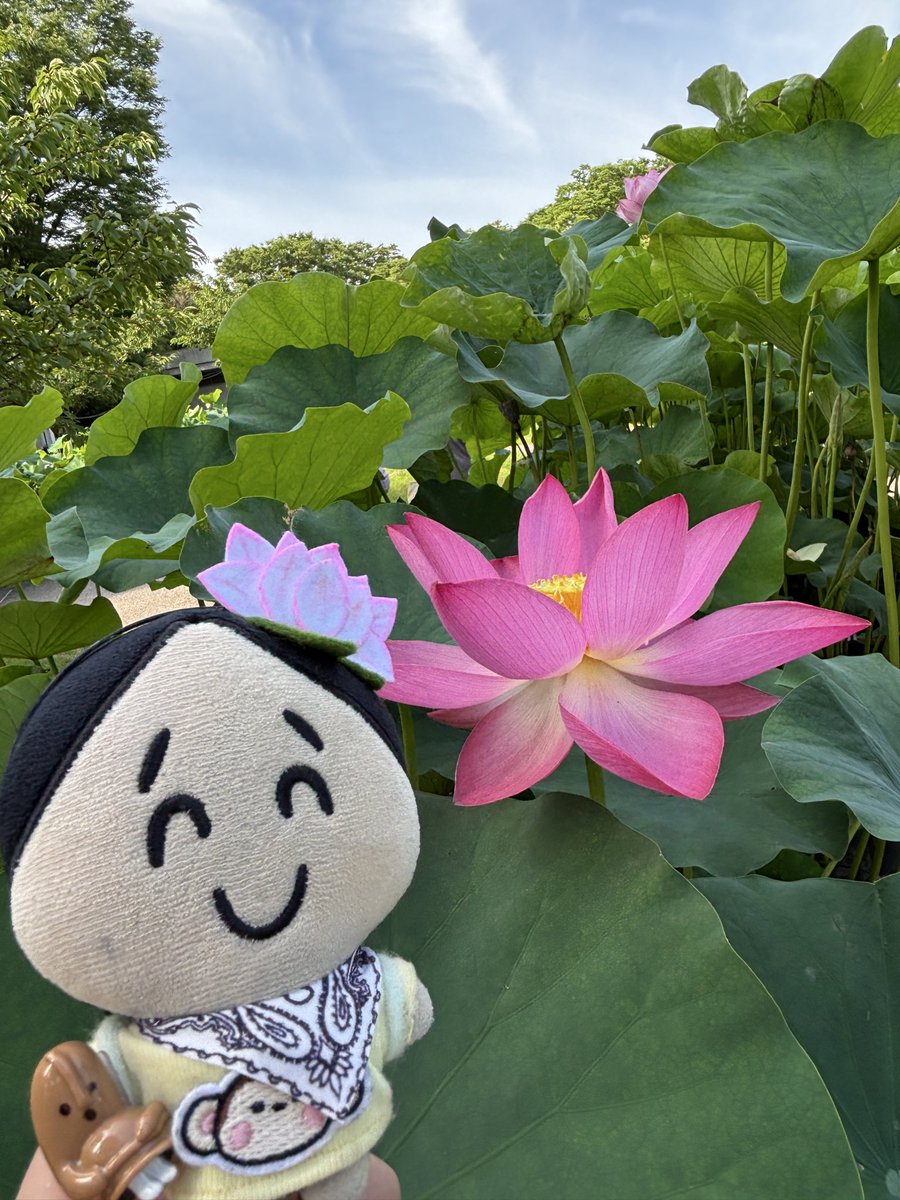 145_stone's tweet photo. 蓮🪷と食虫植物を見に！！
それにしても暑い🫠 https://t.co/AhDCv2tc3a