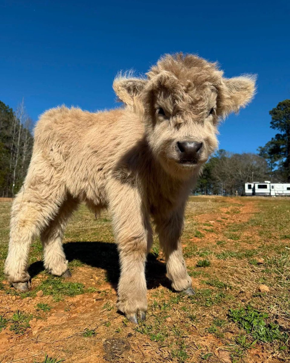 zone7squad's tweet photo. Colorado Friends! Join me tomorrow for the Bovine & Crime at the beautiful KB Ranch! The CCIRI and the Wildlife CSI Academy will host an evening of cows, cold cases, and cuisine! #WildlifeCSI #ColdCase #Zone7 #MiniHighlandCows @nancygrace @crimecon https://t.co/KW6SBS28kR