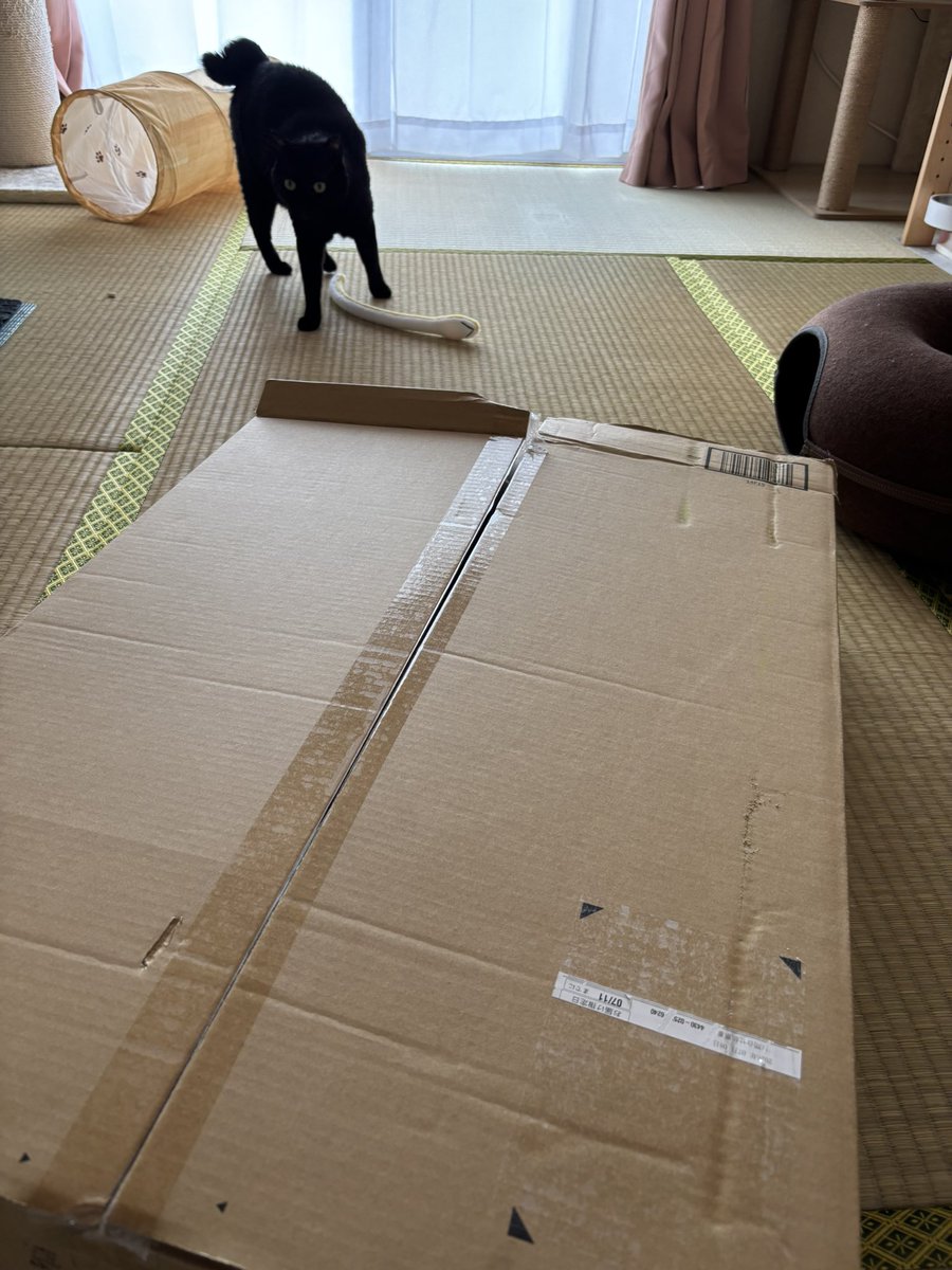 黒猫あさり tweet media