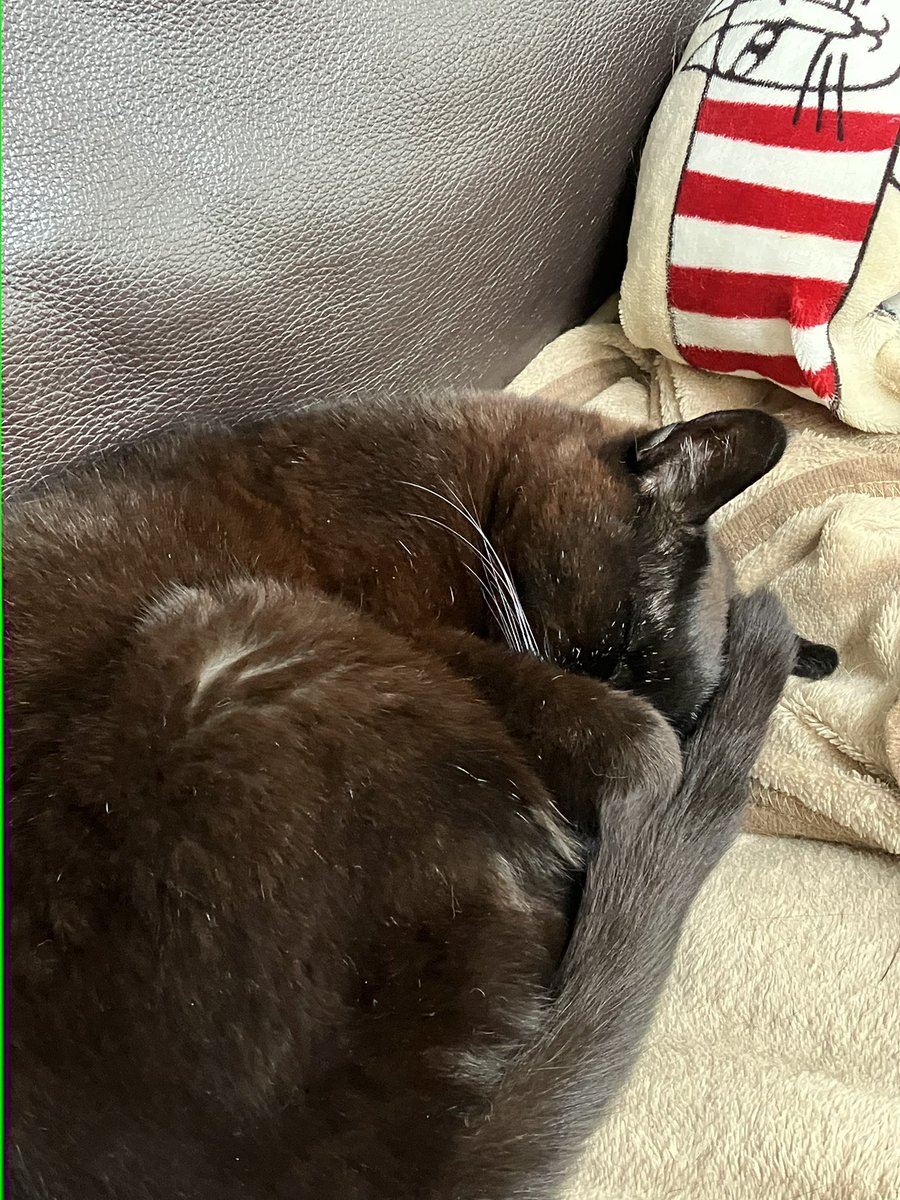 katzeffffff's tweet photo. うちのうろんなネコはこんな感じ🐈‍⬛今朝は気圧低いよね https://t.co/roeorGTZtg