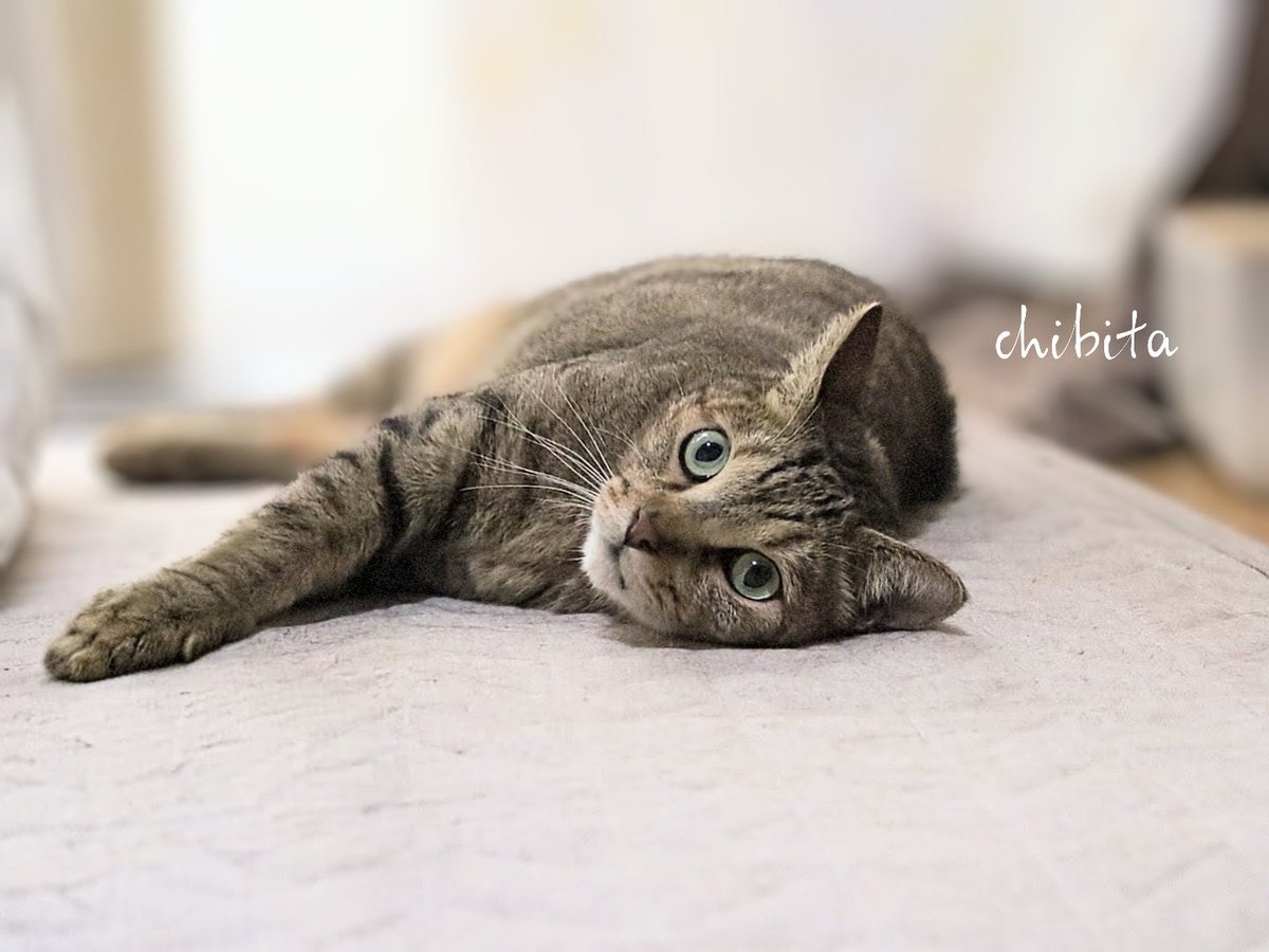 【猫が居る生活】 猫のいる暮らし