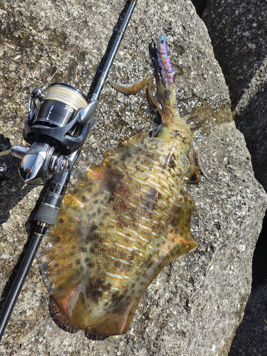 basser_natsuki's tweet photo. 今年初アオリ
キロまでちょっと足りなかったが満足 https://t.co/cVD0XybnHV
