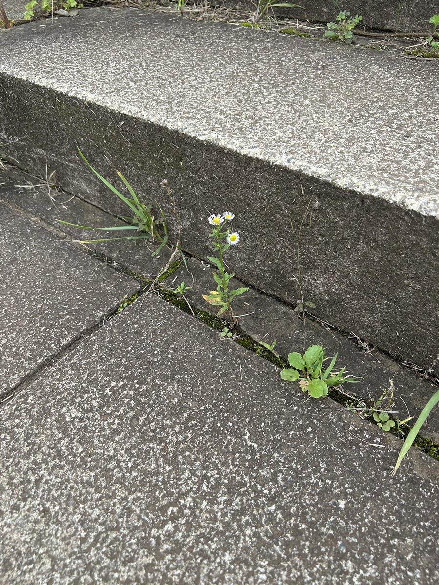 mizunoserica's tweet photo. 本当の教養とは…
どんな所からも学びを得ることができる、そんな力があること。

大人は子供の視点や感性からだって学べる

だから教養の違いがあると浅い会話しかできない、なんてことはない。

いつだってどんな場所だって面白がれる視点は持てるし楽しみ方も学びも見つけられるよ

今日も元気に🙋‍♀️ https://t.co/uoILKAw8Ou