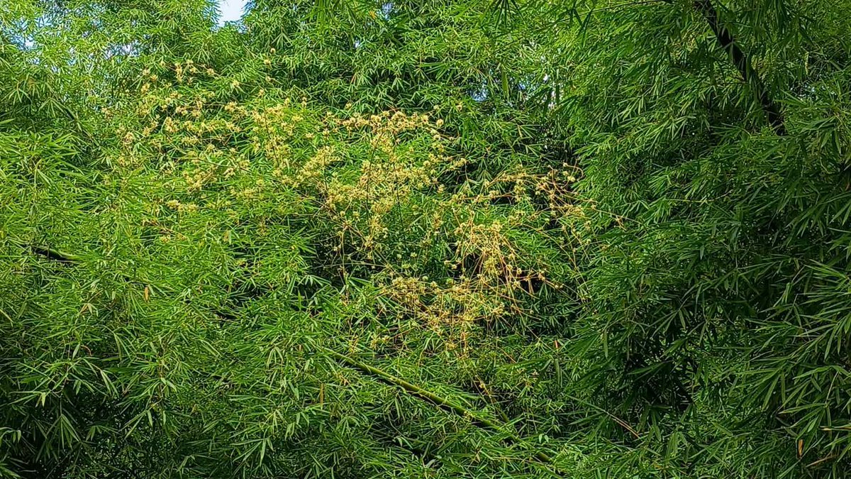 notiseiswipr's tweet photo. 🌿✨ ¡Raro fenómeno natural! Florece en Cayey un bambú que puede tardar hasta 120 años en volver a hacerlo
🔗 Para más información, acceda al enlace en >>> https://t.co/RAMpcN6TB4
#Cayey #Naturaleza #Bambú #Flora #MedioAmbiente #PuertoRico #FenómenoNatural #Notiséis https://t.co/Xd2qeUVGuR