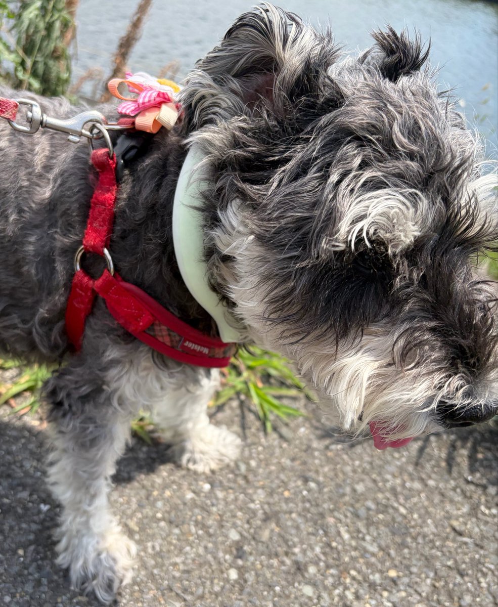miipoco152019's tweet photo. おひさま　あっつい！
くびに　ひんやりつけて　おさんぽね☀️ https://t.co/vC6KiIL0Rz