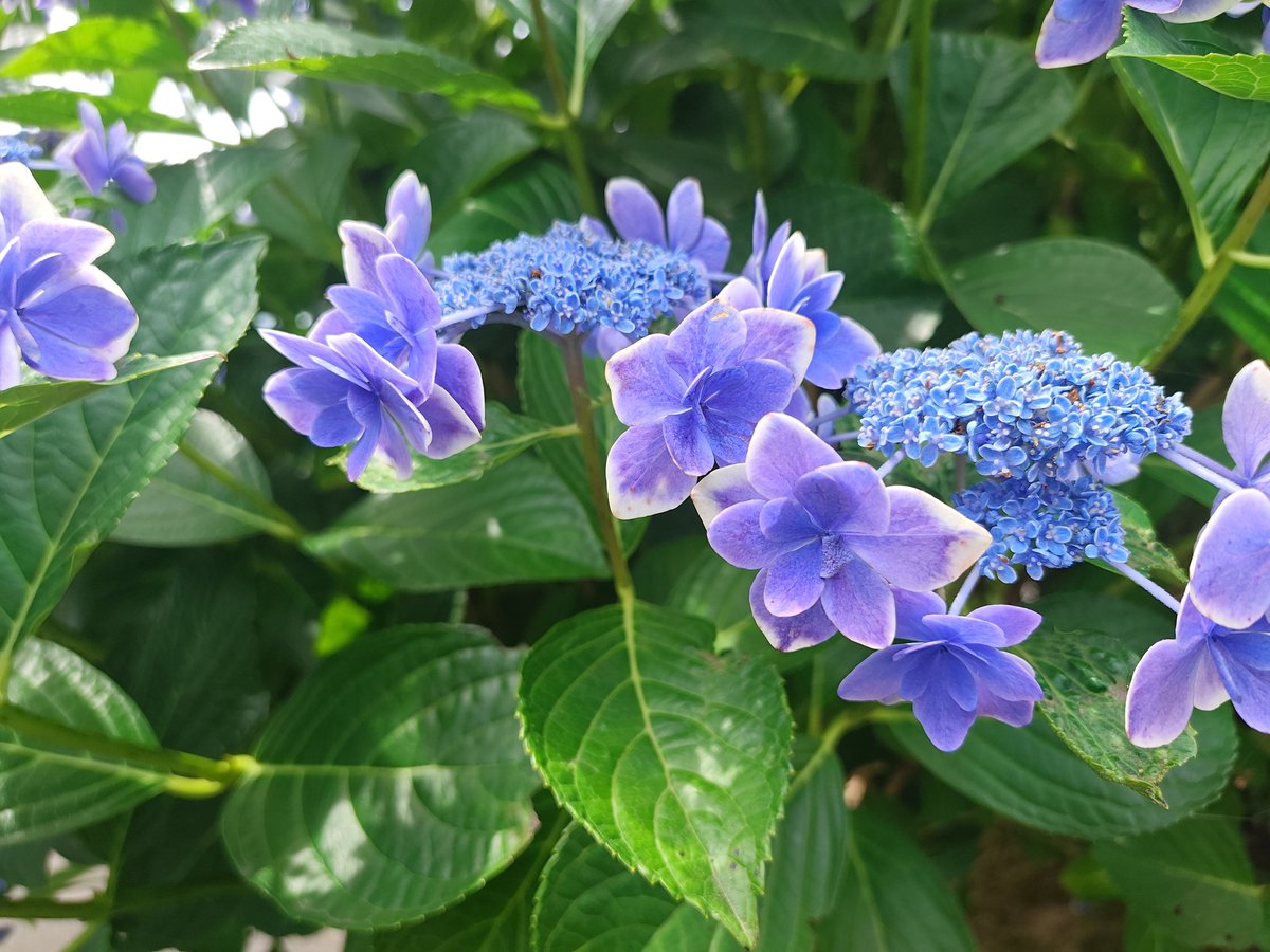 AzuAzuAAA's tweet photo. 可憐 https://t.co/p7UQOluiB3