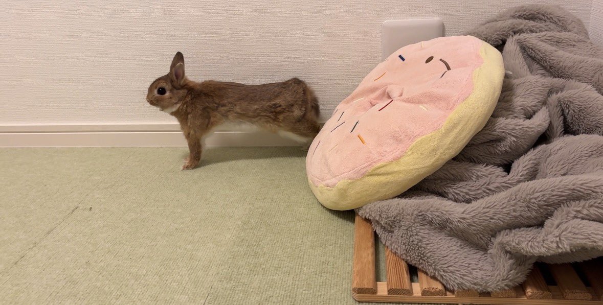 くりまるのお部屋 tweet media