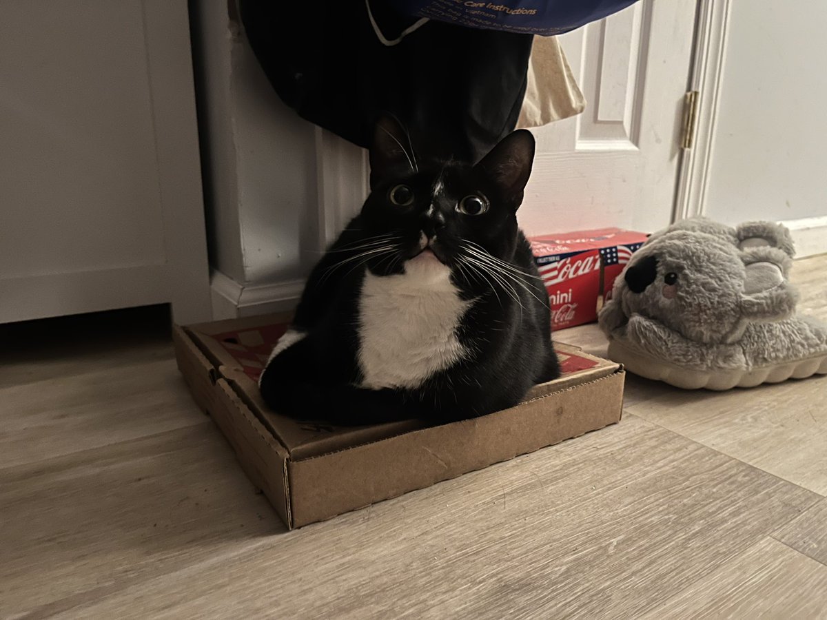 eternal_weekend's tweet photo. Dottie won’t let us throw away this pizza box. It’s her baby. https://t.co/0nXo1NwjLo