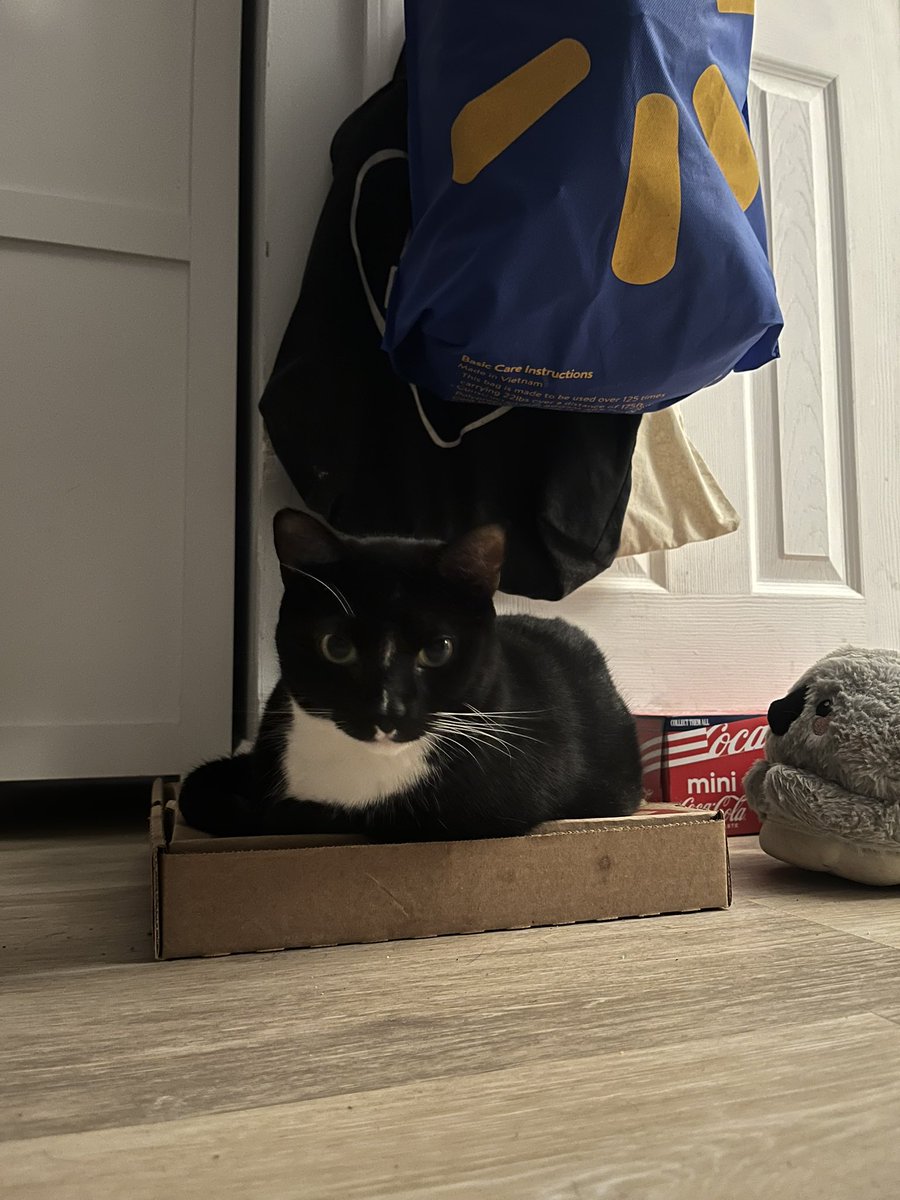 eternal_weekend's tweet photo. Dottie won’t let us throw away this pizza box. It’s her baby. https://t.co/0nXo1NwjLo