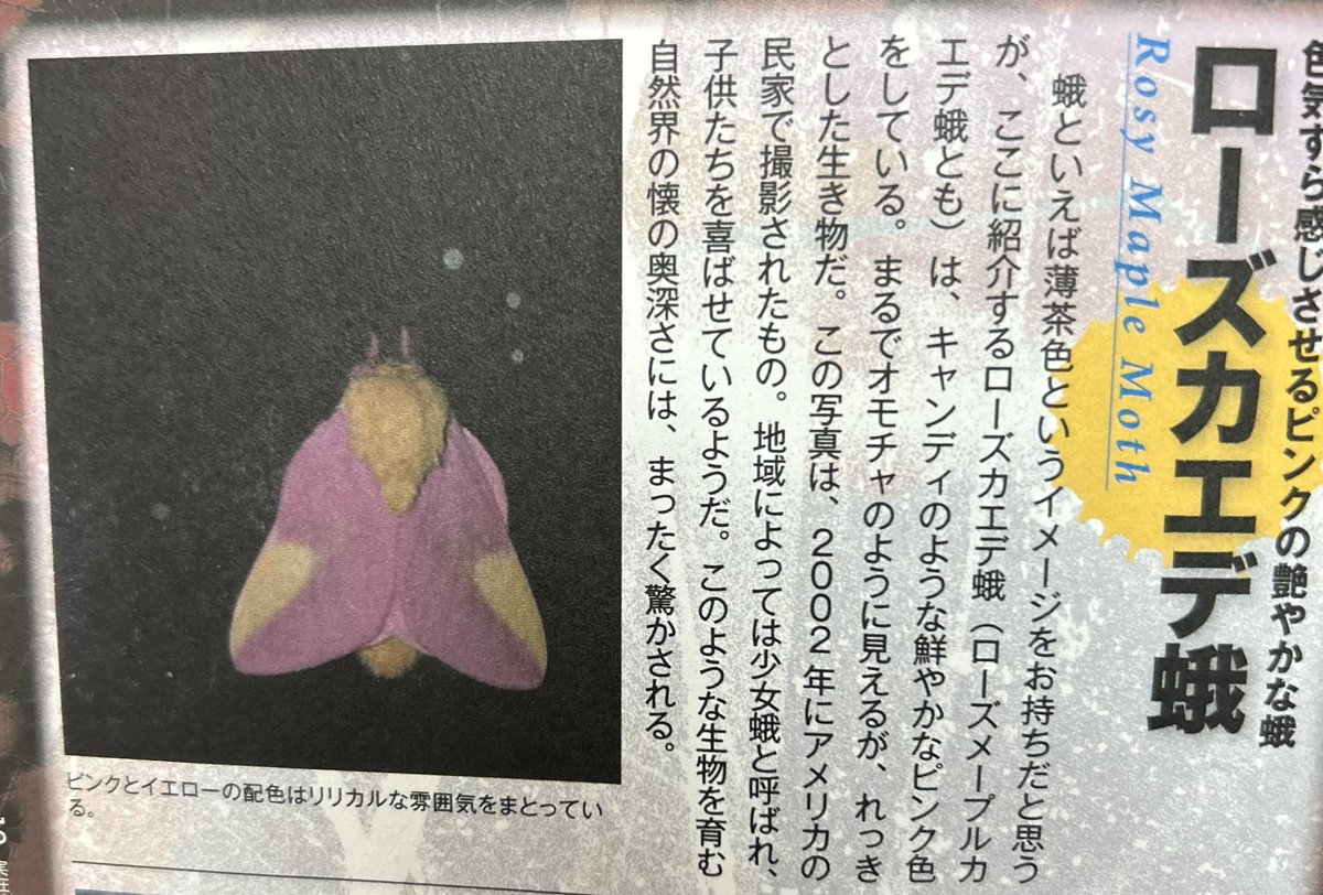 akaNE_study08's tweet photo. 昔の本見てたらオウム真理教の麻原彰晃すぎる蛾出てきてやばい爆笑 https://t.co/zt4QqA9UsE
