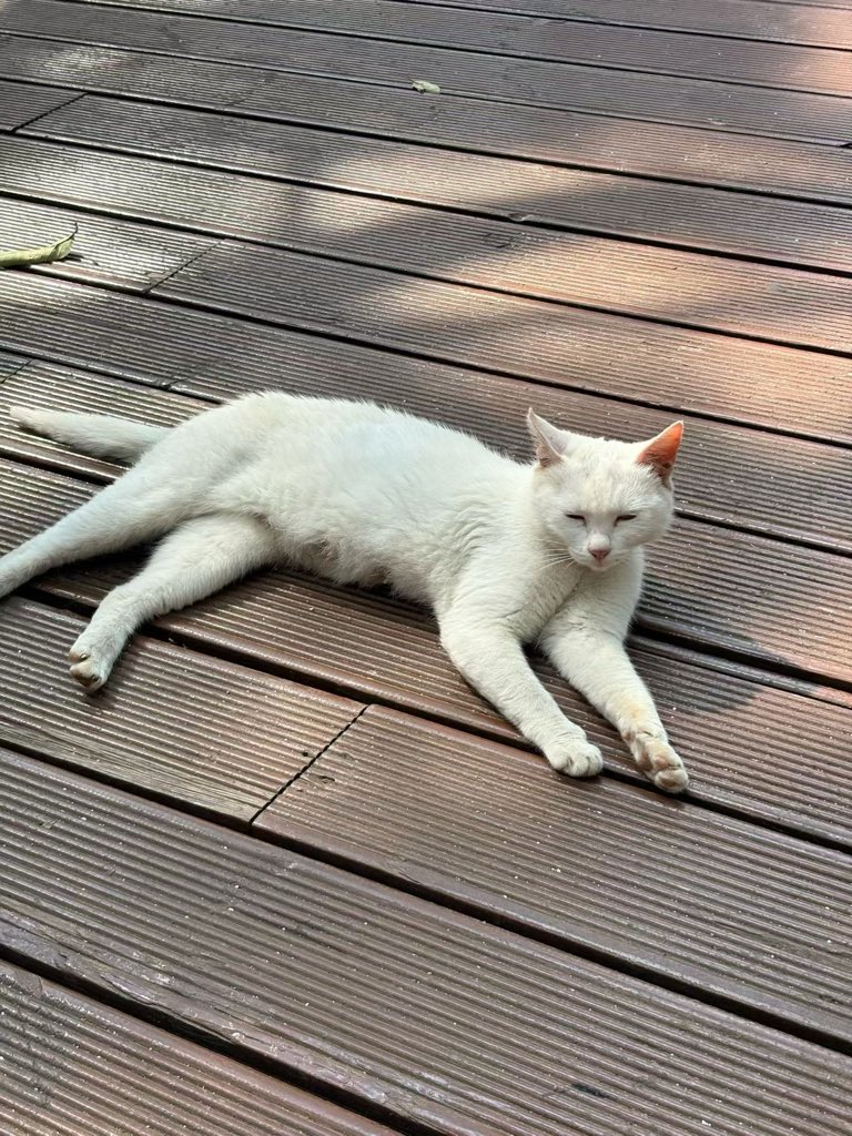 KNJW01's tweet photo. 回家路上拍到的猫猫 https://t.co/3vJG9oNmeh