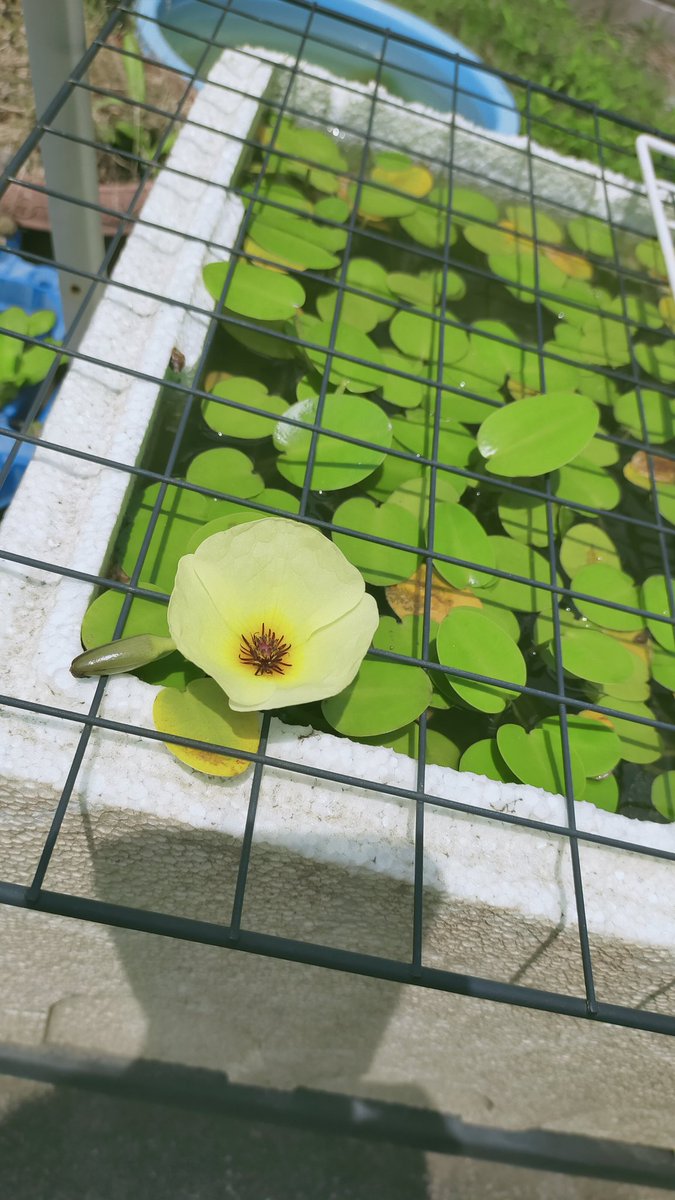 k96389638's tweet photo. #ビオトープ#水草#めだか＃メダカ#ウォーターポピー
暑い！ウォーターポピーの花が続けて咲いた。気温が高いのが関係してるのか！？ https://t.co/ZNGFSYQuU0
