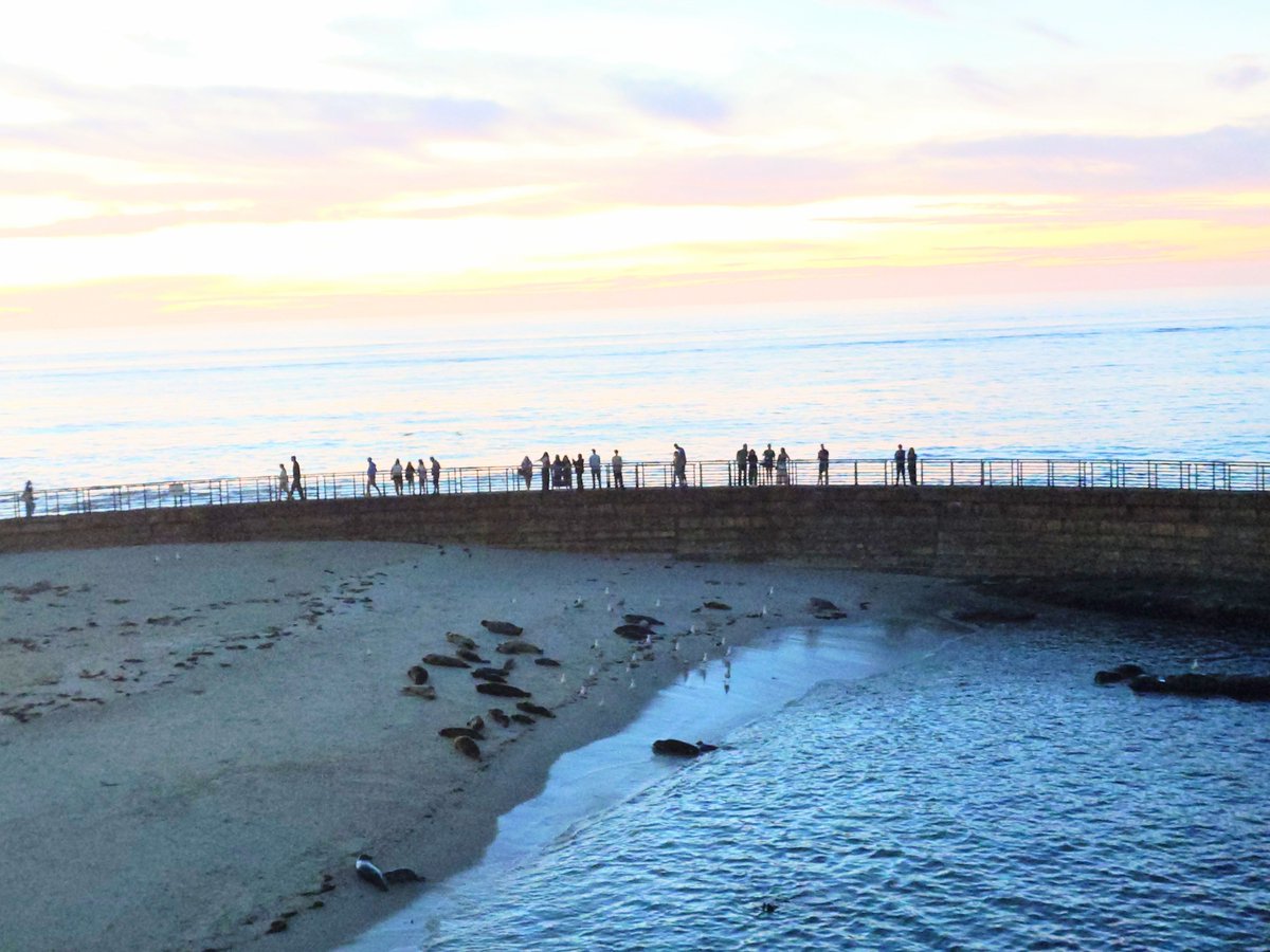 foca_ccha's tweet photo. サンセット
(チルドレンズプール)
※アザラシが分かるように明るさを調整すると、空が白とびしてしまいました😅
2026年3月1日
#カリフォリニアアザラシ旅2026
#LaJolla #ChildrensPool #ゼニガタアザラシ https://t.co/Zg0tuTUQzJ