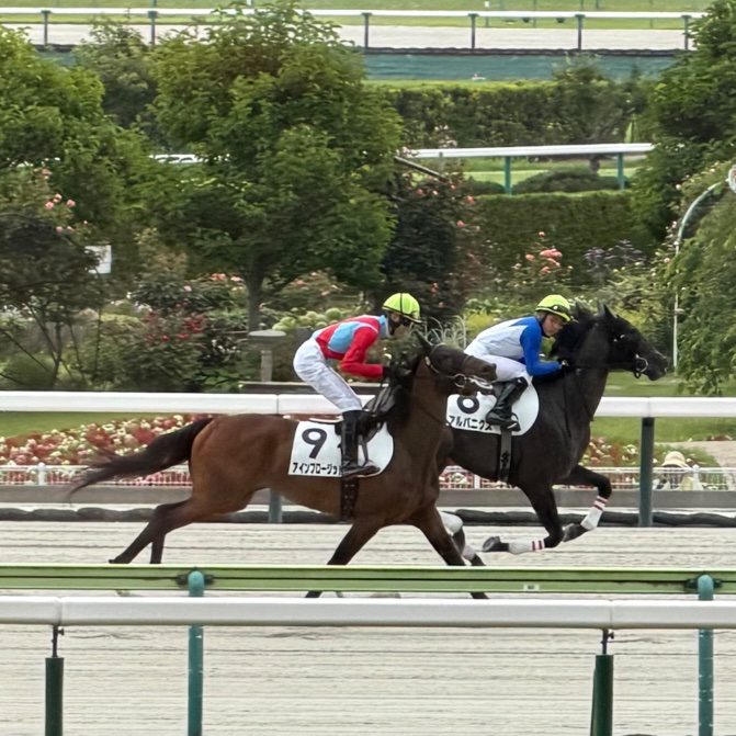 ichigo205's tweet photo. 福島競馬場で観る瑠星くん新鮮だ https://t.co/QbplgHuS4V