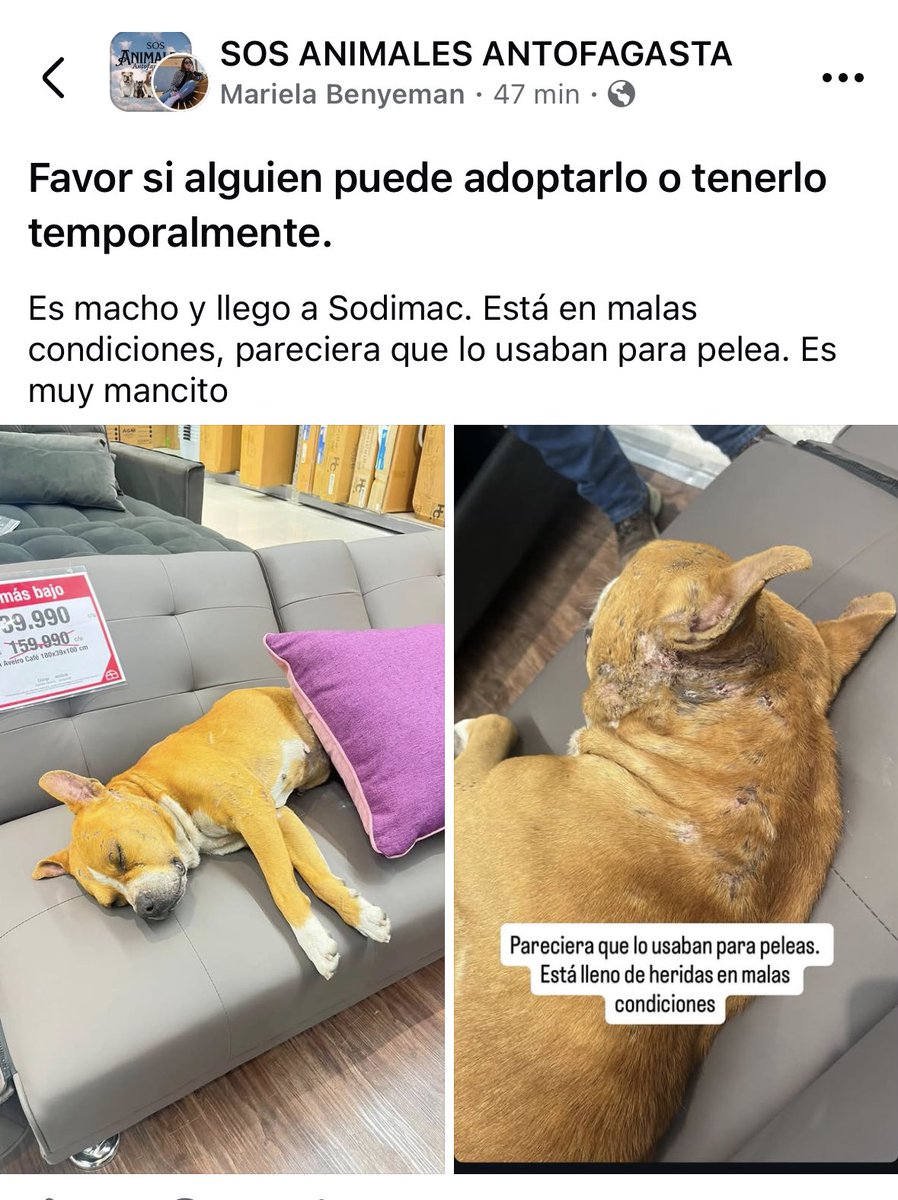 zig1758's tweet photo. 🆘🆘🆘🆘🆘🆘🆘🆘🆘🆘🆘🆘🆘#Antofagasta 🐾🐾🐕 https://t.co/Dc7O7f5kqs