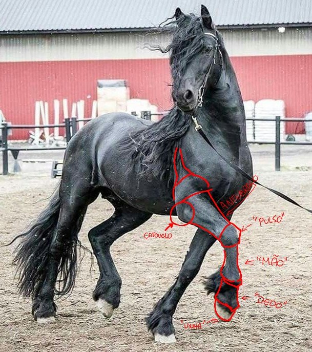 xeroxcage's tweet photo. inclusive é por nao entender essa anatomia extremamente específica que fica muito óbvio quando um artista nunca desenhou um cavalo na vida e ta usando a anatomia de outro mamifero como base (geralmente canideos) https://t.co/Fol4wL6h8f
