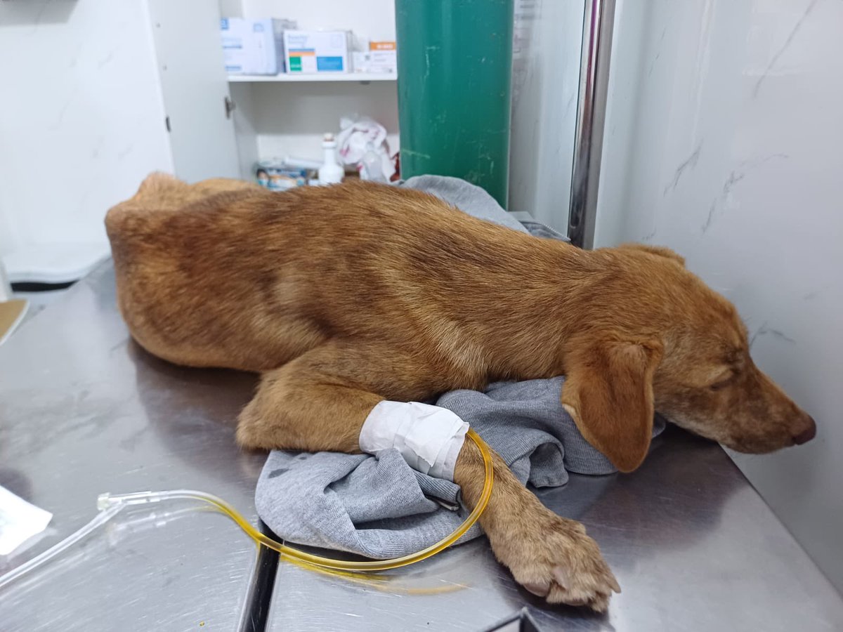 ateandos's tweet photo. @danegamez hola!! podrias ayudar compartiendo porfa? encontraron a este perrito y necesitan 500 soles para su operación, el nmro de la persona que lo tiene es 924822966 🙏🙏🙏🙏 https://t.co/JK2GpY5UVx