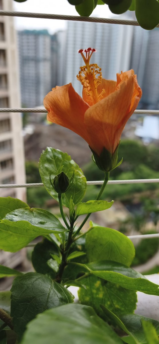 lopapanda26's tweet photo. This little flower just bloomed... and somehow made the whole day feel lighter. 🌸✨
@X 
 let's #Connect

#KitchenGarden #Bloom #Nature #Gardening #MorningVibes #GrowYourOwn #ConnectionIsEverything https://t.co/C8t9VIVx6T