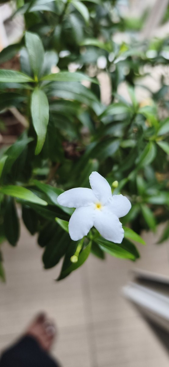 lopapanda26's tweet photo. This little flower just bloomed... and somehow made the whole day feel lighter. 🌸✨
@X 
 let's #Connect

#KitchenGarden #Bloom #Nature #Gardening #MorningVibes #GrowYourOwn #ConnectionIsEverything https://t.co/C8t9VIVx6T