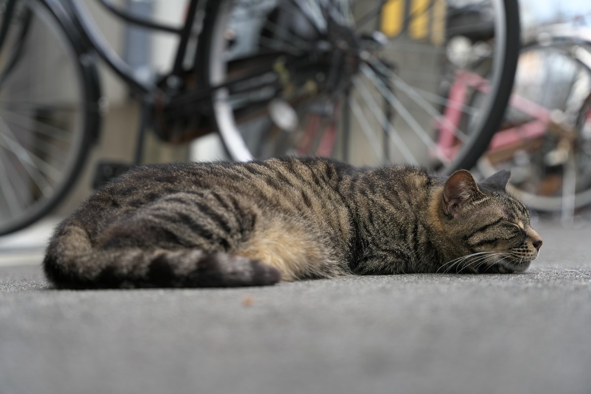 passatomaro's tweet photo. キジトラ「熱くて溶けるにゃー」
#ねこ #ネコ #猫 https://t.co/GMmMbWQYwn