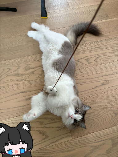 MedeaAisling's tweet photo. i've been catsitting for my frends absolutely adorable ragdoll but he's an absolute MENACE 

when you go to pet him he'll latch on with claws and bite, but he'll also do this thing where he flops down next to you and purr non stop ITS A BAIT https://t.co/UFN188DfUC
